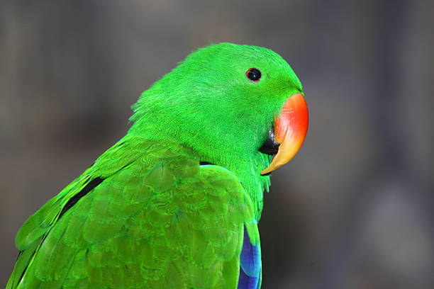 Image default